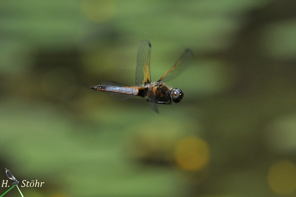 Spitzenfleck (Libellula fulva)